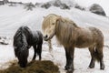 Icelandic Horse in paddock Royalty Free Stock Photo