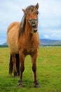 Icelandic horse with a sense of humor Royalty Free Stock Photo