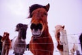 Icelandic horse in snow landscape