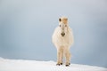 Icelandic horse on the snow in winter, Iceland Royalty Free Stock Photo