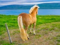 Icelandic horse standing on the grass field Royalty Free Stock Photo