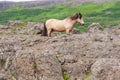 Icelandic Horse Standing on A Rocky Hillside, Northern Iceland
