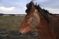 Icelandic horse loosing winter coat