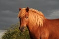 Icelandic horse while sunset