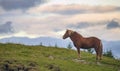 Icelandic horse at sunset