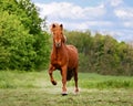 Icelandic horse at a tÃÂ¶lt frontal view