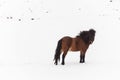 Iceland real horse during winter snow Royalty Free Stock Photo