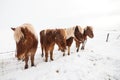 Iceland real horse during winter snow Royalty Free Stock Photo