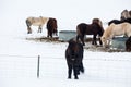 Iceland real horse during winter snow Royalty Free Stock Photo