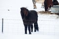 Iceland real horse during winter snow Royalty Free Stock Photo