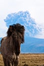 Icelandic horse and volcano