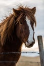 Icelandic horse in the wild sunset Royalty Free Stock Photo