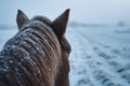 Icelandic horse in winter landscape Ai photo Royalty Free Stock Photo