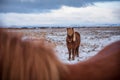 Icelandic horse in the winter landscape of Iceland Royalty Free Stock Photo