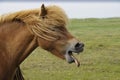 Icelandic horse yawning with tongue hanging out