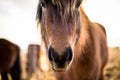 Icelandic Horse In Your Face
