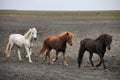 Icelandic horses