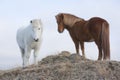 Icelandic horses Royalty Free Stock Photo
