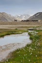 Icelandic Horses