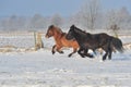 Icelandic horses