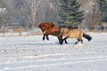 Icelandic horses Royalty Free Stock Photo