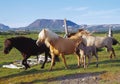 Icelandic Horses Royalty Free Stock Photo