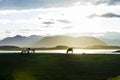 Icelandic Horses against summer night landscape Royalty Free Stock Photo