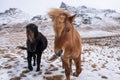 Icelandic horses approaching camera on meadow covered by snow