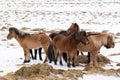 Icelandic horses bask against each other at winter, Iceland Royalty Free Stock Photo