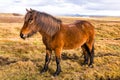 Icelandic Horses. Beautiful Icelandic horses in Iceland. Group of Icelandic horses standing in the field with mountain background