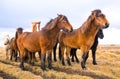 Icelandic Horses. Beautiful Icelandic horses in Iceland. Group of Icelandic horses standing in the field with mountain background