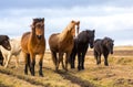 Icelandic Horses. Beautiful Icelandic horses in Iceland. Group of Icelandic horses standing in the field with mountain background