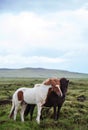 Icelandic Horses Royalty Free Stock Photo