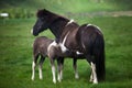 Icelandic Horses Royalty Free Stock Photo