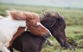 Icelandic Horses