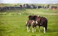 Icelandic Horses Royalty Free Stock Photo