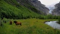 Icelandic Horses Royalty Free Stock Photo