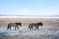 Icelandic horses crossing a pasture in a cold winter day Royalty Free Stock Photo