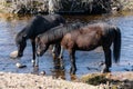 Icelandic horses drinking water Royalty Free Stock Photo