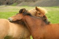 Icelandic horses embrace