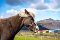 Icelandic horses in a field in Iceland Royalty Free Stock Photo