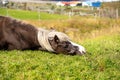 Icelandic horses in a field in Iceland Royalty Free Stock Photo