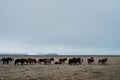 Icelandic horses on a field