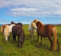 Icelandic horses on free ranging Royalty Free Stock Photo