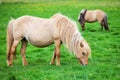 Icelandic horses graze on a green meadow Royalty Free Stock Photo