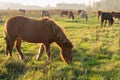 Icelandic horses grazing in late afternoon sunlight Royalty Free Stock Photo