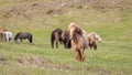 Icelandic horses on a green meadow in Iceland. Royalty Free Stock Photo