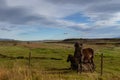 Icelandic horses at a green meadow. Iceland. Royalty Free Stock Photo