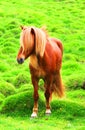 Icelandic horses on a green pasture, Iceland Royalty Free Stock Photo