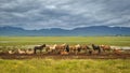 Icelandic horses